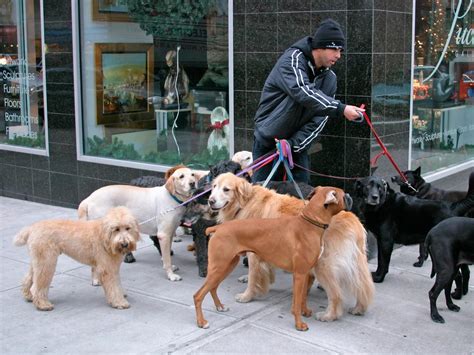 Cómo Elegir A Un Buen Paseador Para Tu Perro Infobae