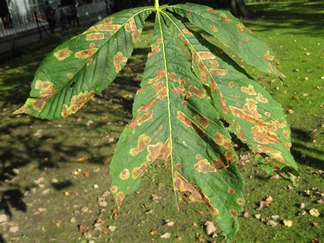 Plants Blog Aesculus Hippocastanum Horse Chestnut