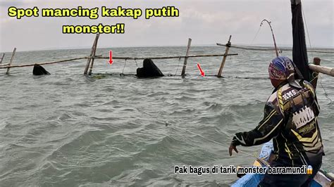 Ngeri Umpan Baru Turun Langsung Disambar Mancing Kakap Putih