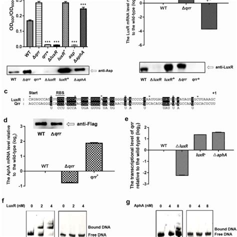 Regulation Of Asp By Qrr Based On Its Interaction With Luxr And Apha A