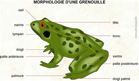 Glossaire Svt De La Grenouille Hot Sex Picture