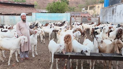 5 0 Per KG Pura Saal Pala Hua Climate Set Goats Lo Aur Shouk Karo