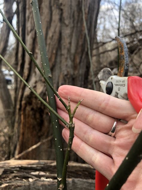 Japanese Pagoda Tree From Isham Park New York NY US On March 4 2024