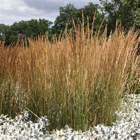 Calamagrostis × Acutiflora Karl Foerster Feather Reed Grass Feather Reed Grass Ornamental