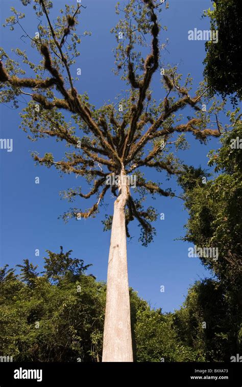 Kapok baum Fotos und Bildmaterial in hoher Auflösung Alamy