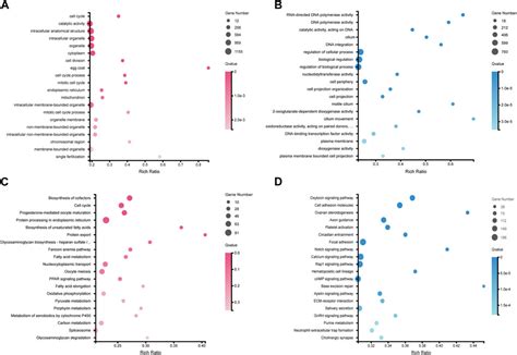 Frontiers Gonadal Transcriptome Sequencing Reveals Sexual Dimorphism