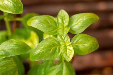 Fresh Green Basil Leaves Close Up Fresh Organic Basil Plant Grows Up