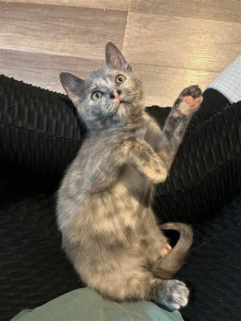 identity chip for cats