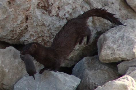 Mink Kits Hiking The Gta