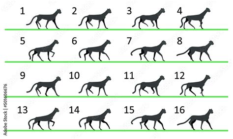 Wild Cat Walk Animation Walk Cycle Of 16 Key Frames Endless Cyclic