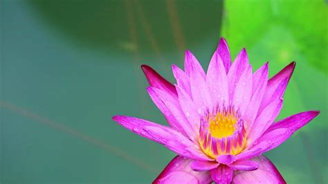 Close Up To Beautiful Pink Lotus Flower Blooming On The Water In Pond