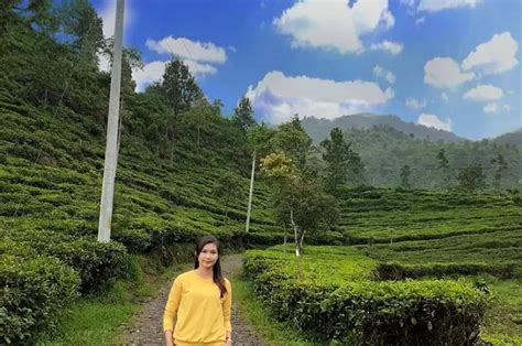 Kebun Teh Medini Wisata Murah Meriah Bisa Camping Di Lereng Gunung