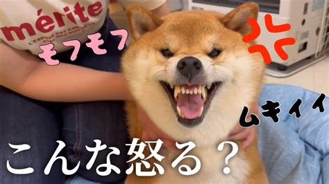 【ムキ顔】カメラ目線で100点の表情を見せてくれる柴犬 Youtube