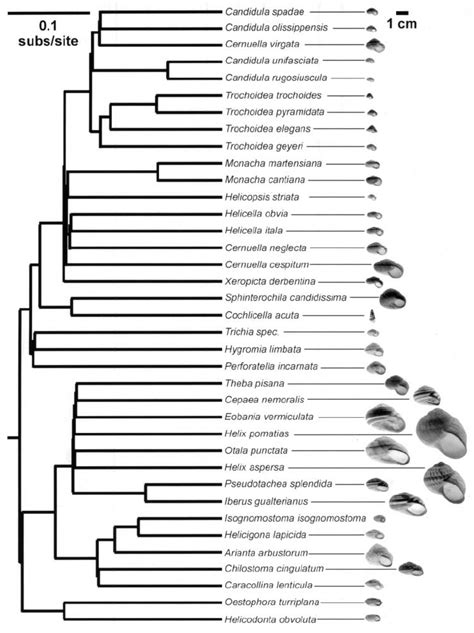 Phylogeny Used For Independent Contrast Analyses The Branch Lengths Download Scientific