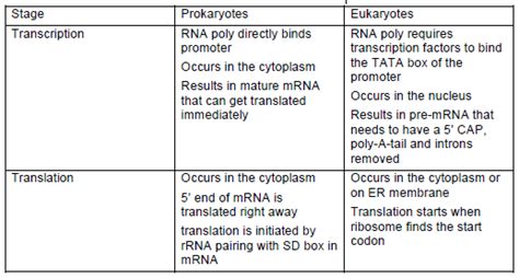 Gene Regulation In Prokaryotes Vs Eukaryotes