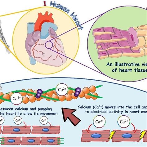 Schematic Illustration Of Ventricular Cardiomyocyte Calcium