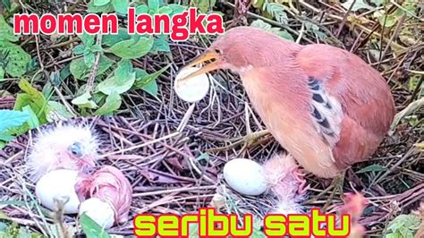 Detik Detik Burung Blekok Bambangan Sawah Merah Menetas Dua Bayi Lincah