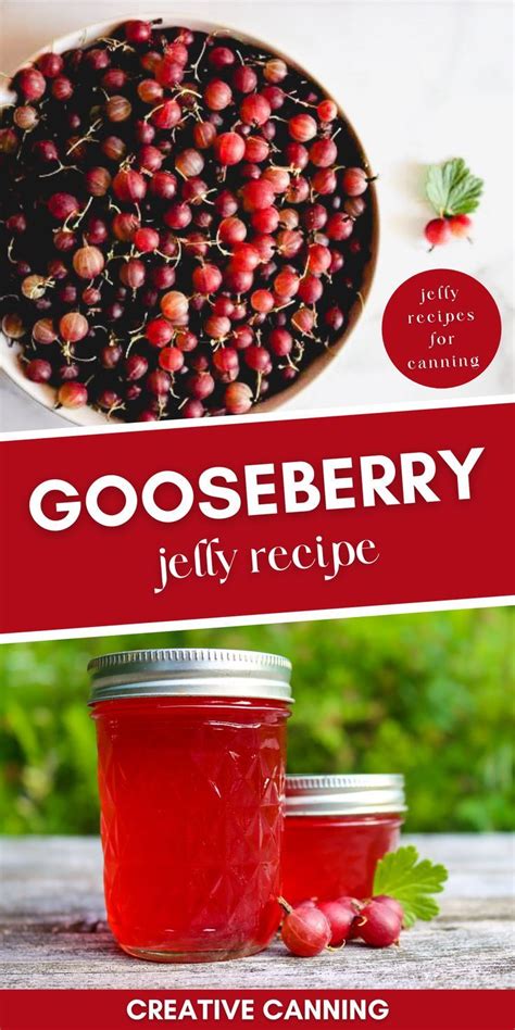 Gooseberry Jelly Recipe Gooseberry Jelly Gooseberry Recipes Jelly Recipes