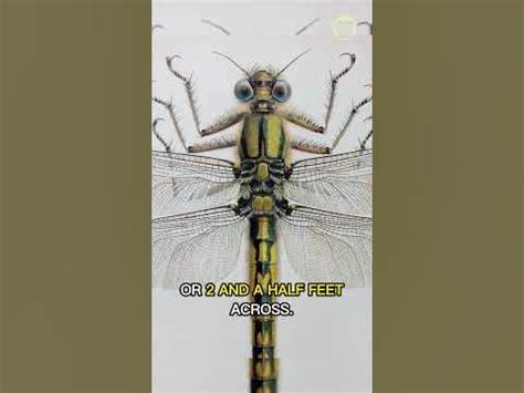 Meganeuropsis | The Giant Dragonfly of Prehistoric Times #quickfacts # ...