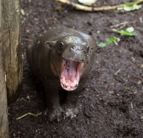 Pygmy Hippo - ZooBorns