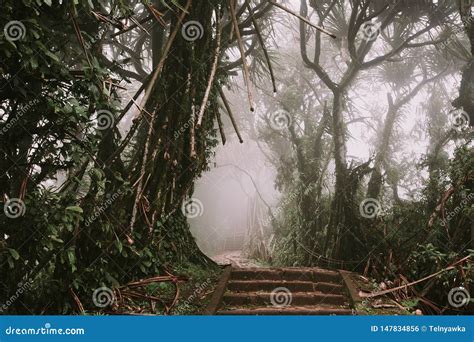 Trajeto Atrav S Da Floresta Tropical Montagem Lempuyang Trajeto Ao