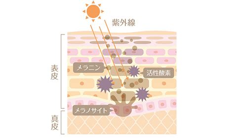 くもりの日はなぜ日焼けするの？日焼けする理由と対策方法をご紹介｜お役立ちコラム｜基礎化粧品ドモホルンリンクル