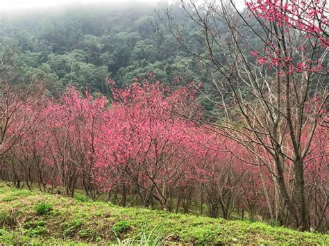 東勢林場櫻花季開跑！滿山粉紅、純白李花還有5千株鬱金香 Ettoday旅遊雲 Ettoday新聞雲