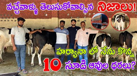 Pregnant Hf Cows For Sale In Haryana 9466367318 హర్యానా లో 10 సూడి