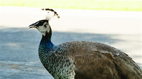 Female Peacock Chilling On The Street In Pasadena Ca [oc][1920x1080