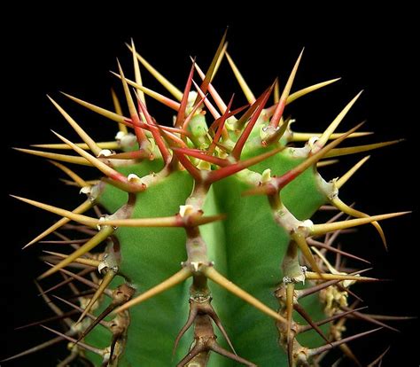 epine definition  explications