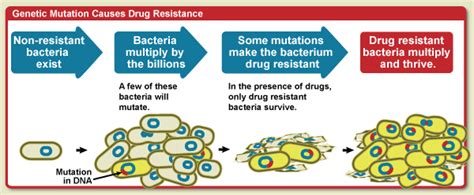 135 Variation And Antibiotic Resistance Strains Of Bacteria Biology Notes For Igcse 2014