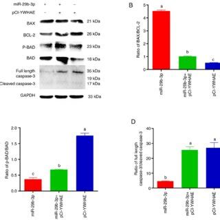 Effect Of MiR 29b 3p Overexpression On The Expression Of BCL 2