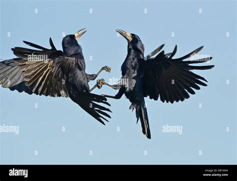 Rook Corvus Frugilegus Two Birds Fighting In Mid Air Feet Locked