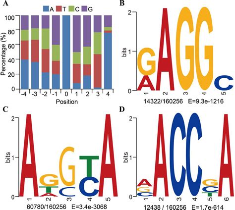 Frontiers N Methyladenine Dna Modification In The Woodland