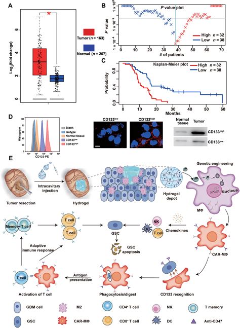 Intracavity Generation Of Glioma Stem Cell Specific Car Macrophages