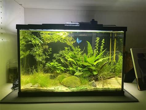 Introducing Myself and My First Two Planted Tanks. Any thoughts on how ...