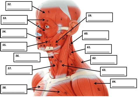 Skeletal Muscles Of Head And Neck Diagram Quizlet