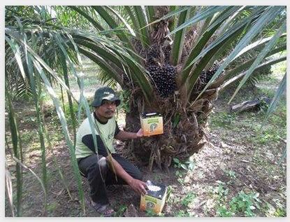 Metode Dan Dosis Pemupukan Kelapa Sawit Yang Benar Informasi