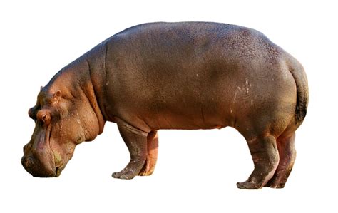 Hippopotamus Hippo Mammal Free Photo On Pixabay