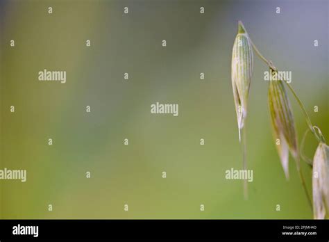 Close Up Of Wild Oat Avena Fatua Stock Photo Alamy