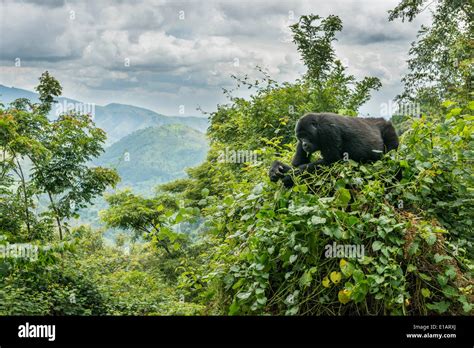 Mountain gorilla habitat hi-res stock photography and images - Alamy