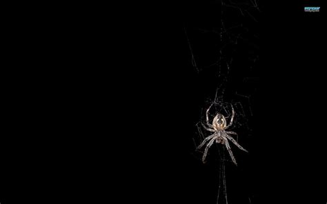 Cool Spider Wallpapers Wallpaper Cave