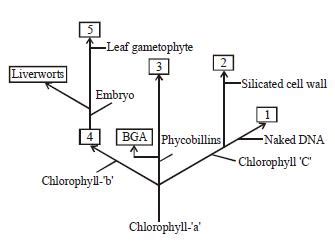 A cladogram showing evolution of plants is given below :- Number '2 ...