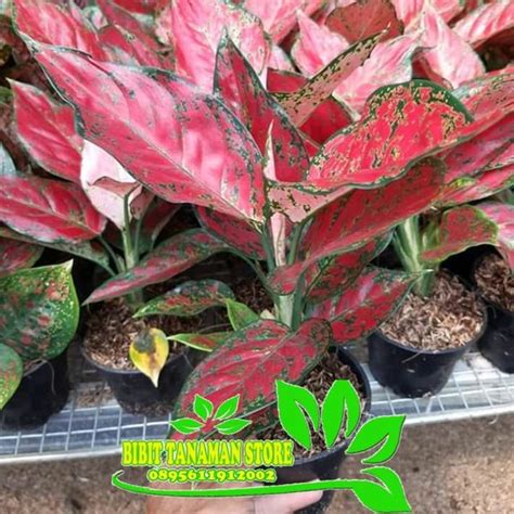 Jual Pohon Aglonema Red King Tanaman Hias Aglonema Red King Di Lapak