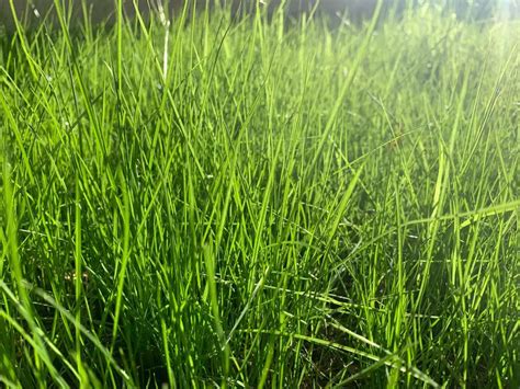 Best Grass For Grazing Cattle What To Plant For Next Season