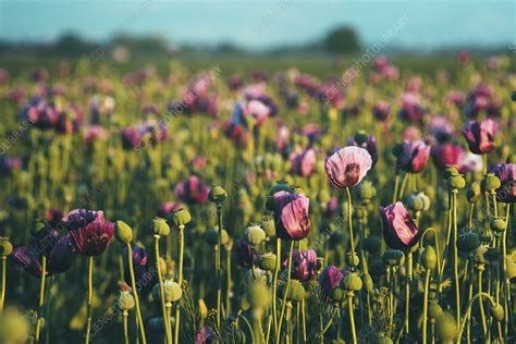 Opium poppy field - Stock Image - F021/3045 - Science Photo Library