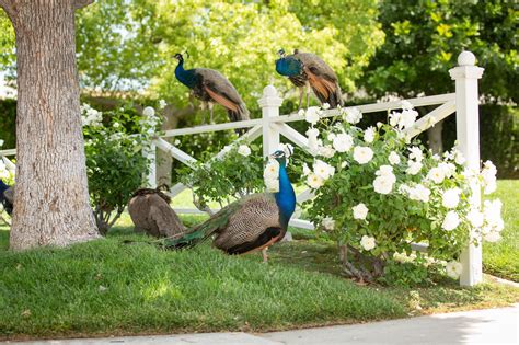 Stop Feeding The Peacocks Officials Prepare To Crack Down On A A