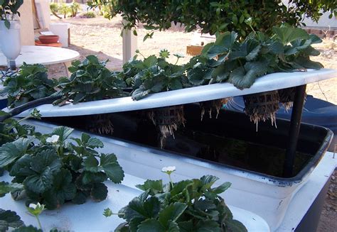 Free Build Your Own Hydroponic System Plans