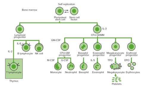 Leucemia Eosinofílica Crónica Concise Medical Knowledge