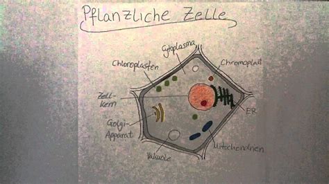 Aufbau Einer Pflanzlichen Zelle Biologie Aufgaben Youtube